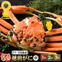 【ふるさと納税】【先行予約】【訳あり】 茹で「越前ズワイ蟹」 脚折れ 中サイズ 1〜3杯 【選べる杯数 / 発送月】【2025年11月〜2026年3月発送予定】...