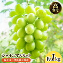 【ふるさと納税】【先行予約】坂井市三里浜砂丘地産 シャインマスカット 2房(約1kg) 【2025年8月中旬以降順次発送予定】 【マスカット ブドウ ぶどう 葡...