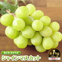 【ふるさと納税】【先行予約】坂井市砂丘地のシャインマスカット 約500g×2房入り(合計:約1kg)化粧箱入り 【2025年8月中旬以降順次発送予定】【マスカッ...
