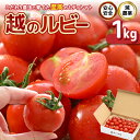【ふるさと納税】【先行予約】 安心安全!減農薬!こだわり農法で育てた至高のミディトマト 【越のルビー】 1kg (約25玉~40玉) 【2025年10月上旬以降順次発送予定】 【とまと ミディトマト 中玉トマト 野菜 やさい 新鮮 生食 サラダ 健康 産地直送 国産】