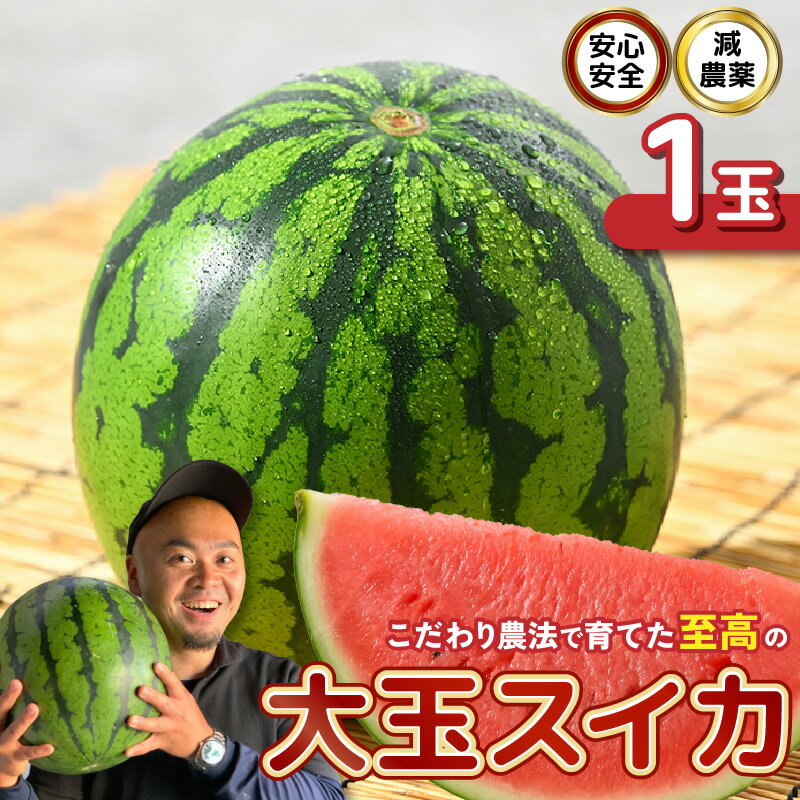 【ふるさと納税】【先行予約】 安心安全！減農薬！こだわり農法で育てた至高の大玉スイカ 1玉 【2026年6月中旬以降順次発送予定】 【スイカ 西瓜 すいか デザート 果物 くだもの 夏 甘い ジューシー 旬の果物 産地直送 国産】