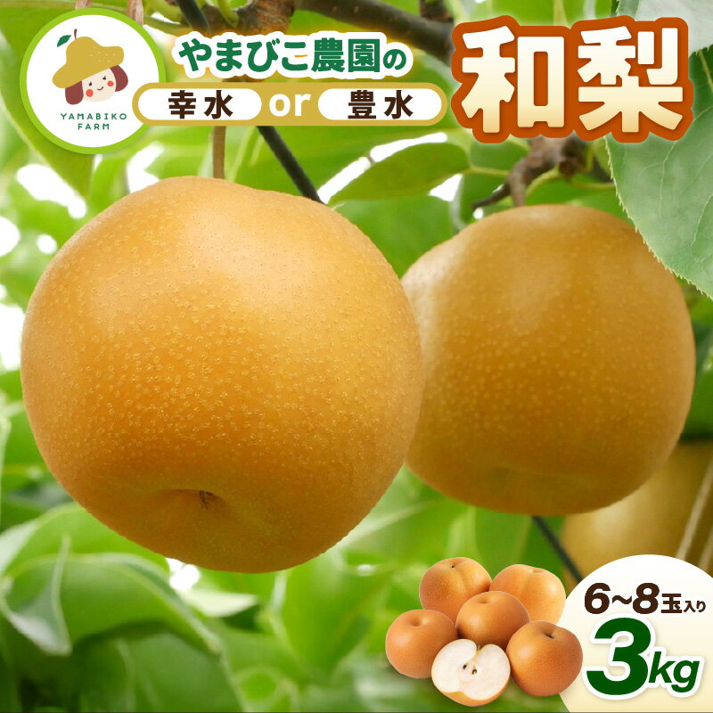 [先行予約]和梨 3kg (3L〜5Lサイズ) 6~8玉入り[選べる品種:幸水梨 / 豊水梨]坂井北部丘陵地でたっぷり潮風を浴びて育ったやまびこ農園の和梨 [2026年8月中旬〜9月下旬発送] [梨 なし フルーツ 甘い 果実 果物 新鮮 旬の果物 産地直送]