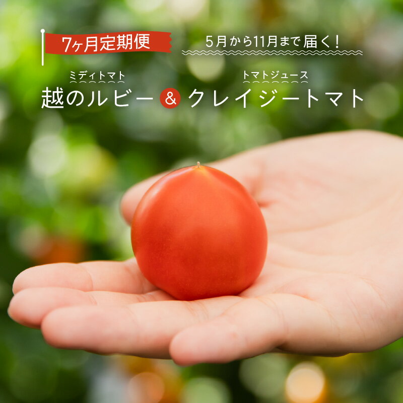 【ふるさと納税】【先行予約】定期便 ≪7ヶ月連続お届け≫ 「越のルビー」ミディトマト5パックと完熟収穫にこだわったトマトジュース！「クレイジートマト」（5月〜11月各月発送）【2024年5月より順次発送予定】のサムネイル