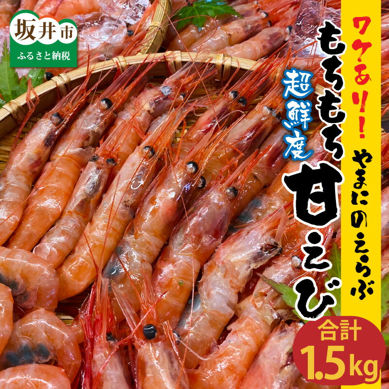 【ふるさと納税】高評価★4.84【訳あり】坂井市産 福井県産 国産 海老【とれたて♪なんと1.5キロ♪】唐揚げにすると子供たちが「ママ美味しい〜！」と叫ぶ 三国港 「やまに」の選ぶ！もちもち甘えび･･･