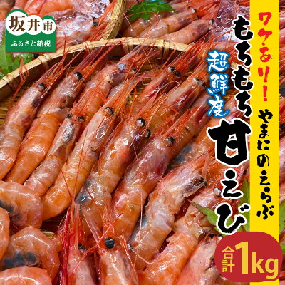 楽天ふるさと納税　【ふるさと納税】【先行予約】高評価★4.84【訳あり】唐揚げにすると子供たちが「ママ美味しい〜！」と叫ぶ 三国港 「やまに」の選ぶ！もちもち甘えび 1kg / 1.5kg 【坂井市産 福井県産 国産 海老 アマエビ 甘海老 殻付き わけあり ワケアリ 冷凍便】