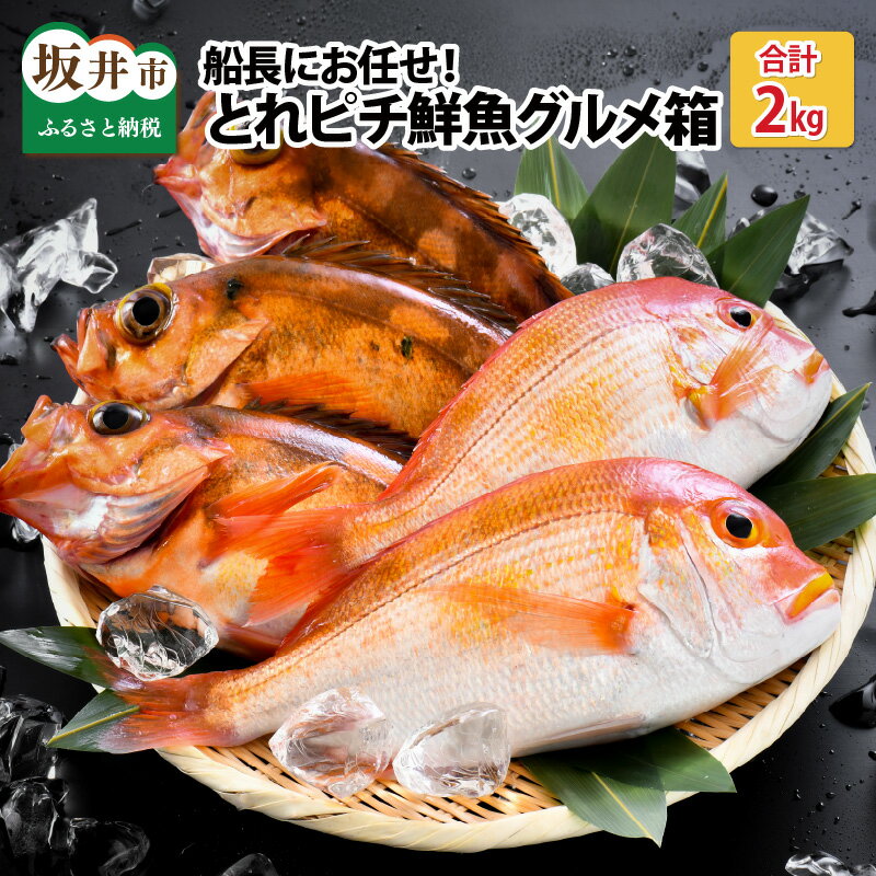 [期間限定]越前三国港 漁船「神力丸」 船長がお届けする とれピチ鮮魚お試し用 約2kg まずは刺身でどうぞ![ユメキンキ モンコク ハチメ 真鯛 メダイ チカメキントキ 沖カサゴ キジハタ アマダイ 鱈 ヒラマサ ブリ ハマチ 産地直送 福井県産 国産 人気]