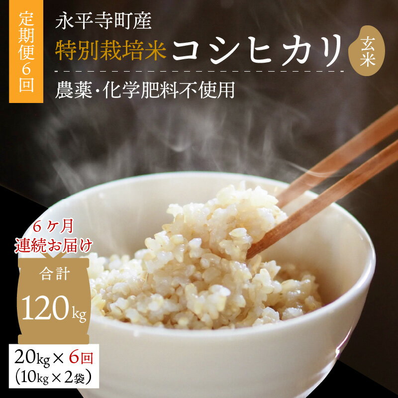 【ふるさと納税】【6ヶ月連続お届け】【玄米】 令和5年度産 永平寺町産 農薬不使用・化学肥料不使用 特別栽培米 コシヒカリ 20kg×6ヶ月（計120kg）/ 無農薬 ご飯 ごはん こめ 定期便