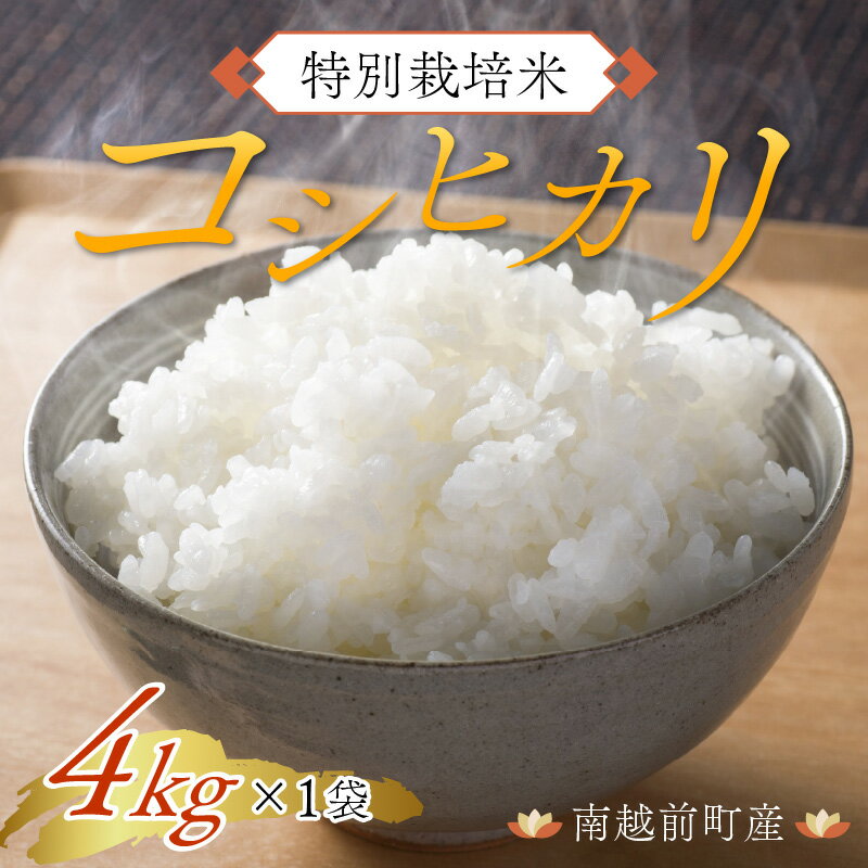 【ふるさと納税】令和5年度産 特別栽培米 コシヒカリ 4kg/ 国産 精米 白米 ご飯 こめ 南越前町 送料無料[a-012015]