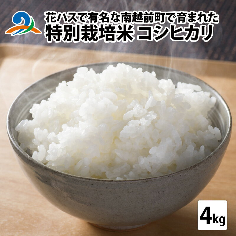 【ふるさと納税】令和5年度産 特別栽培米 コシヒカリ 4kg/ 国産 精米 白米 ご飯 こめ 南越前町 送料無料