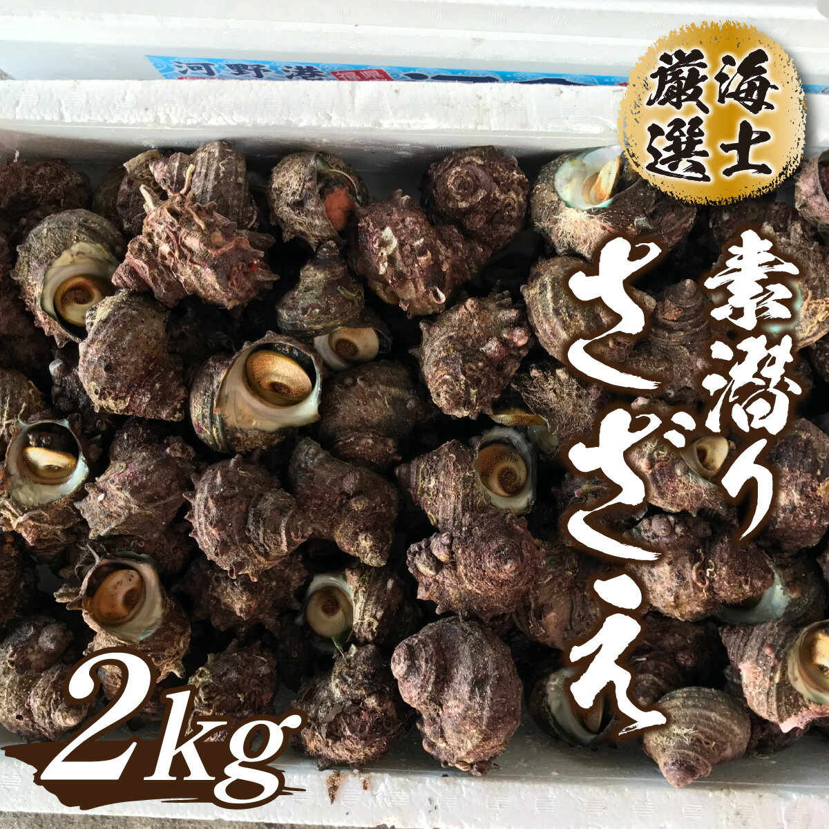 【ふるさと納税】【海士厳選】素潜りさざえ2.0kg／ 新鮮 さざえ 生 栄螺 つぼ焼き お刺身 魚介 海鮮BBQ バーベキュー 貝 ギフト 海鮮 贈り物 誕生日 プレゼント 贈答 お取り寄せ 冷蔵 お中元 お歳暮 産地直送 海直送 送料無料