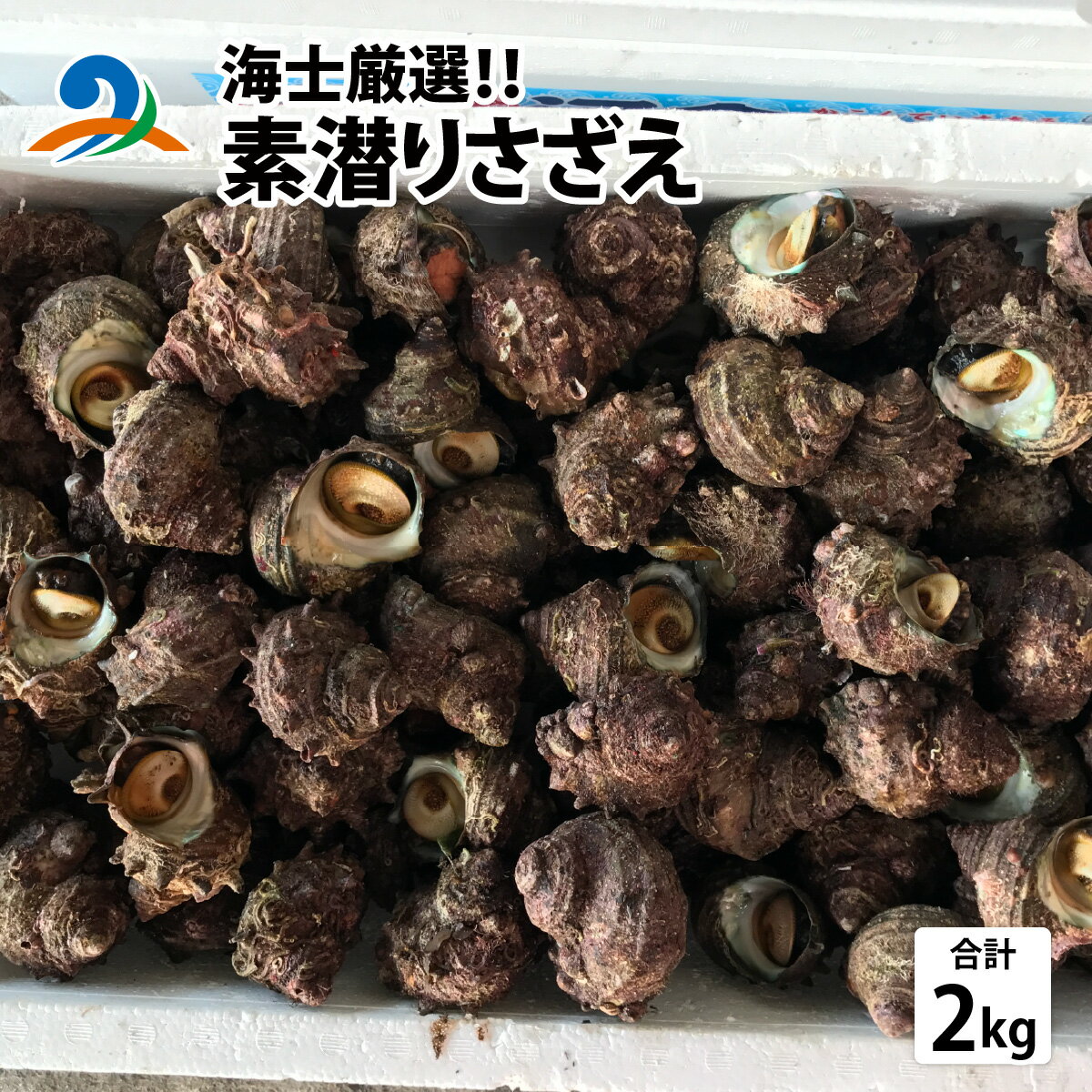 【ふるさと納税】【海士厳選】素潜りさざえ2.0kg／ 新鮮 さざえ 生 栄螺 つぼ焼き お刺身 魚介 海鮮BBQ バーベキュー 貝 ギフト 海鮮 贈り物 誕生日 プレゼント 贈答 お取り寄せ 冷蔵 お中元 お歳暮 産地直送 海直送 送料無料