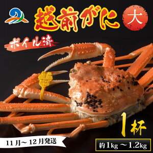 【ふるさと納税】【先行予約】越前港より直送! 越前がに 大 (約1kg~1.2kg) 1杯※発送前に在宅確認の電話連絡をいたします!【11月~12月発送予定】 / 雄 ズワイガニ ずわいがに 越前ガニ ボイル 冷蔵 ご自宅用 カニ しゃぶしゃぶ 海鮮 鍋 かに 国産 南越前町 送料無料