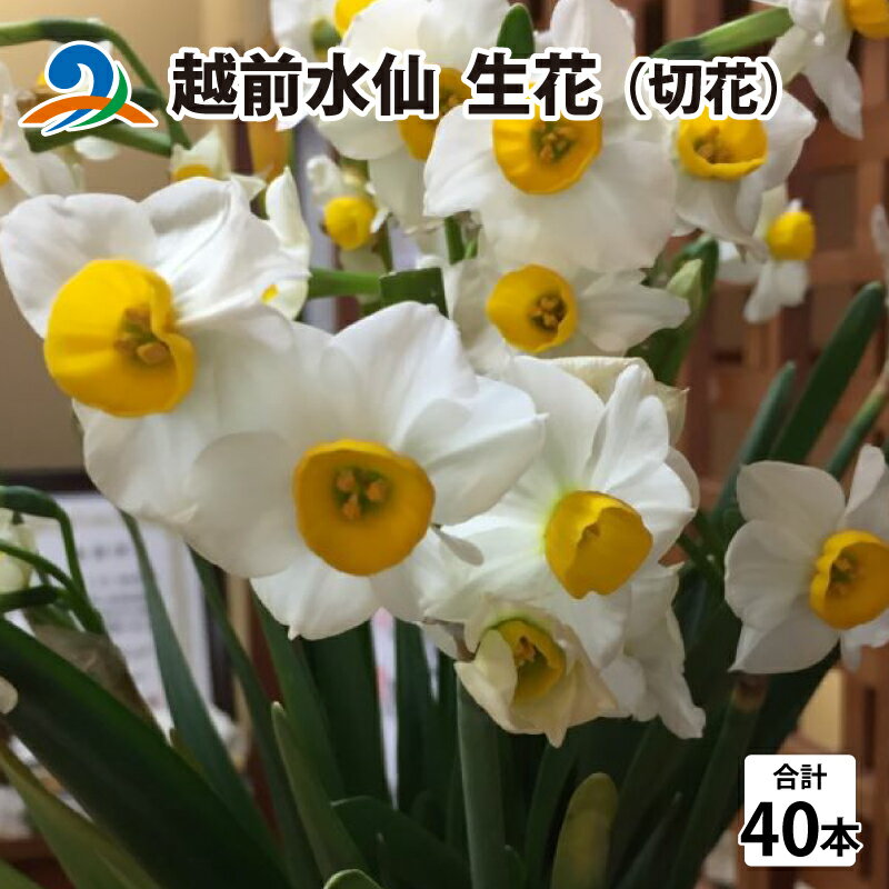 [先行予約]越前水仙 生花(切花) 約40本[12月1日より順次発送]/ 花 生花 切花 水仙 40本 越前水仙 国産 冬 お正月 華道 アレンジメント 年越し めでたい 南越前町 福井県 県花 送料無料 [B-020021]