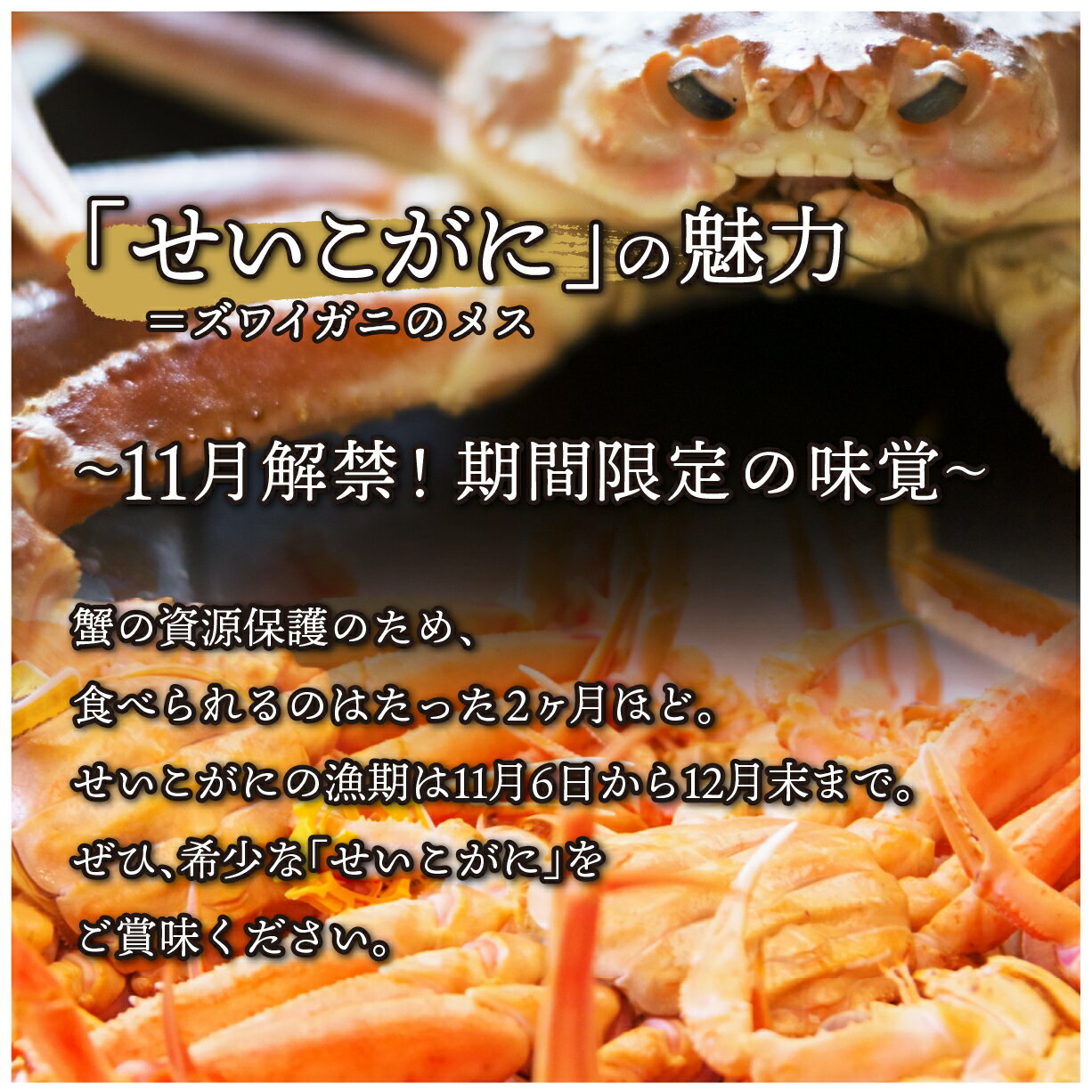 【ふるさと納税】せいこがに 2杯/ セイコガニ せいこ蟹 セコガニ 雌 ずわいがに ズワイ蟹 越前ガニ ボイル 冷蔵 ご自宅用 カニ しゃぶしゃぶ 海鮮 カニすき カニ鍋 カニしゃぶ かに 国産 南越前町 送料無料