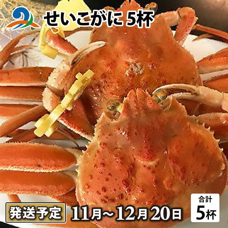 [先行予約]せいこがに 5杯/ セイコガニ せいこ蟹 セコガニ 雌 ずわいがに ズワイ蟹 越前ガニ ボイル 冷蔵 ご自宅用 カニ しゃぶしゃぶ 海鮮 カニすき カニ鍋 カニしゃぶ かに 国産 南越前町 送料無料