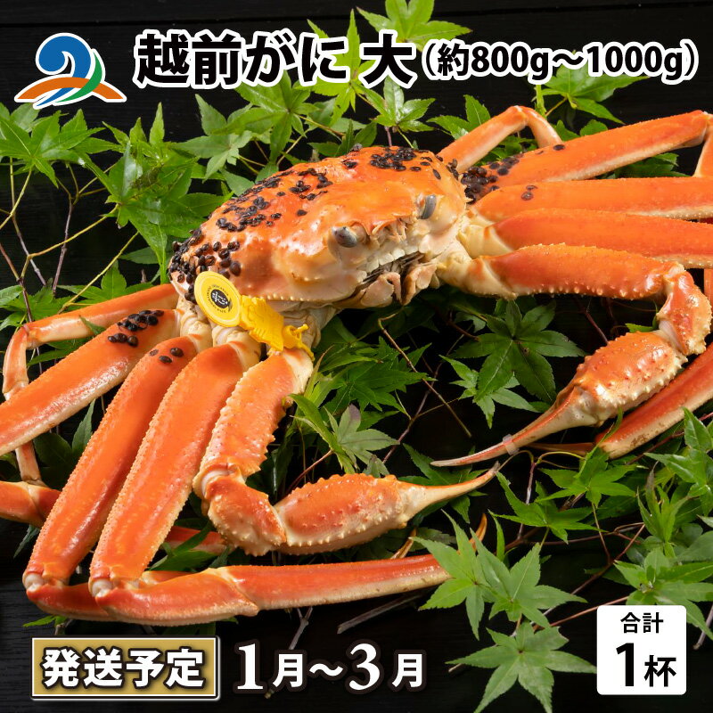 【ふるさと納税】【先行予約】越前がに 大 (約800g〜1000g) 1杯【2026年1月〜3月発送予定】 / 雄 ズワイガニ ずわいがに ズワイ蟹 越前ガニ ...