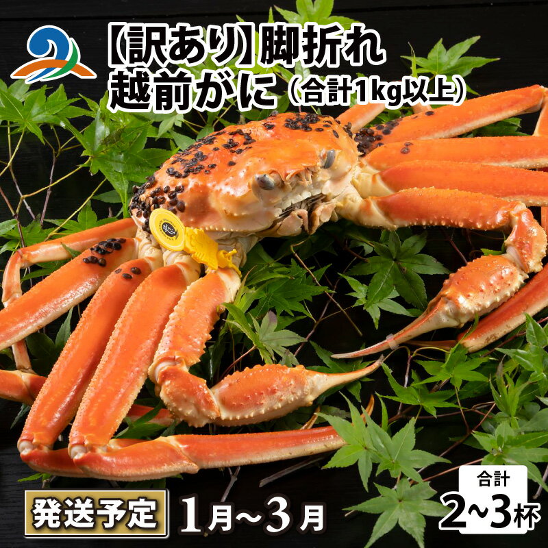 【ふるさと納税】【先行予約】【訳あり】越前がに 2〜3杯 (合計1kg以上) 脚折れ【2026年1月〜3月発送予定】 / 雄 ズワイガニ ずわいがに ズワイ蟹 ...