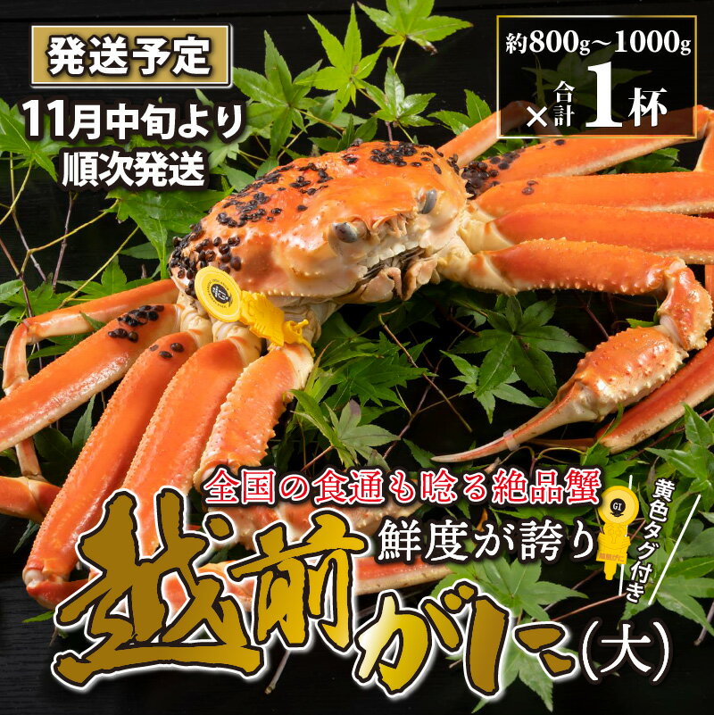 越前がに 大 (約800g〜1000g) 1杯[11月〜12月20日発送予定] / 雄 ズワイガニ ずわいがに ズワイ蟹 越前ガニ ボイル 冷蔵 ご自宅用 カニ しゃぶしゃぶ 海鮮 カニすき カニ鍋 カニしゃぶ かに 国産南越前町 送料無料