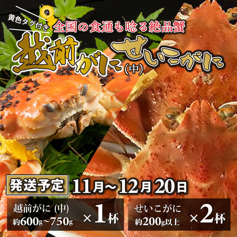 越前がに 中 (約600g〜750g) 1杯 ・せいこがに 2杯 計3杯[11月〜12月20日発送予定] / 雄 雌 ズワイガニ ずわいがに ズワイ蟹 セイコガニ せいこ蟹 セコガニ 越前ガニ ボイル 冷蔵 かに 国産 南越前町 送料無料