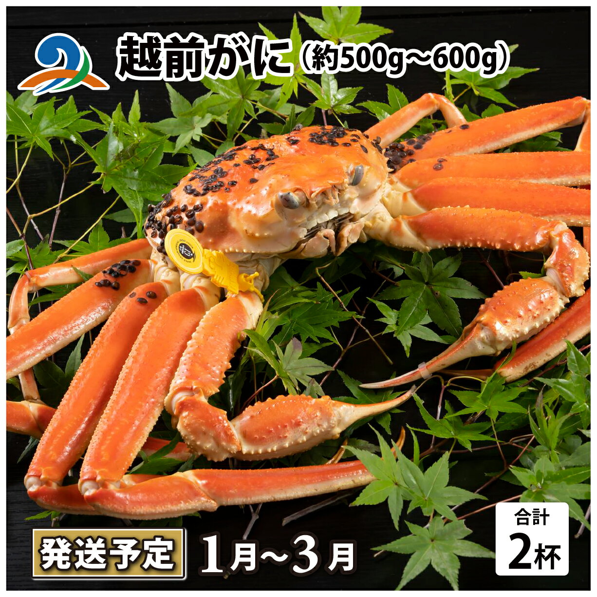 [先行予約]越前がに(約500g〜600g) 2杯[2025年1月〜3月発送予定] / 雄 ズワイガニ ずわいがに ズワイ蟹 越前ガニ ボイル 冷蔵 ご自宅用 カニ しゃぶしゃぶ 海鮮 カニすき カニ鍋 カニしゃぶ かに 国産 南越前町 送料無料