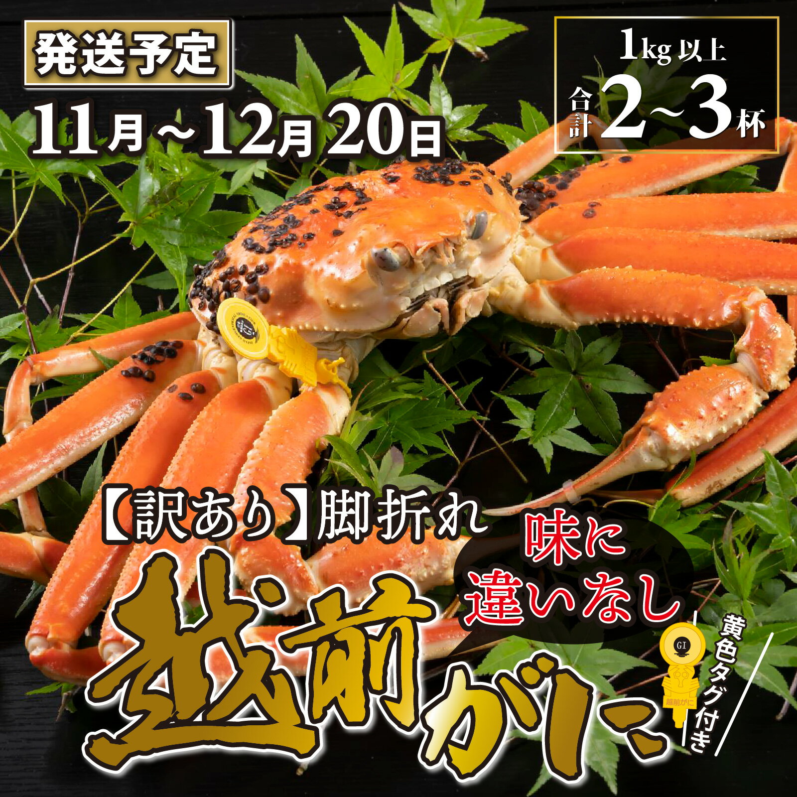 【ふるさと納税】【訳あり】越前がに 2〜3杯 (合計1kg以上) 脚折れ【11月〜12月20日発送予定】 / 雄 ズワイガニ ずわいがに ズワイ蟹 越前ガニ ボ...