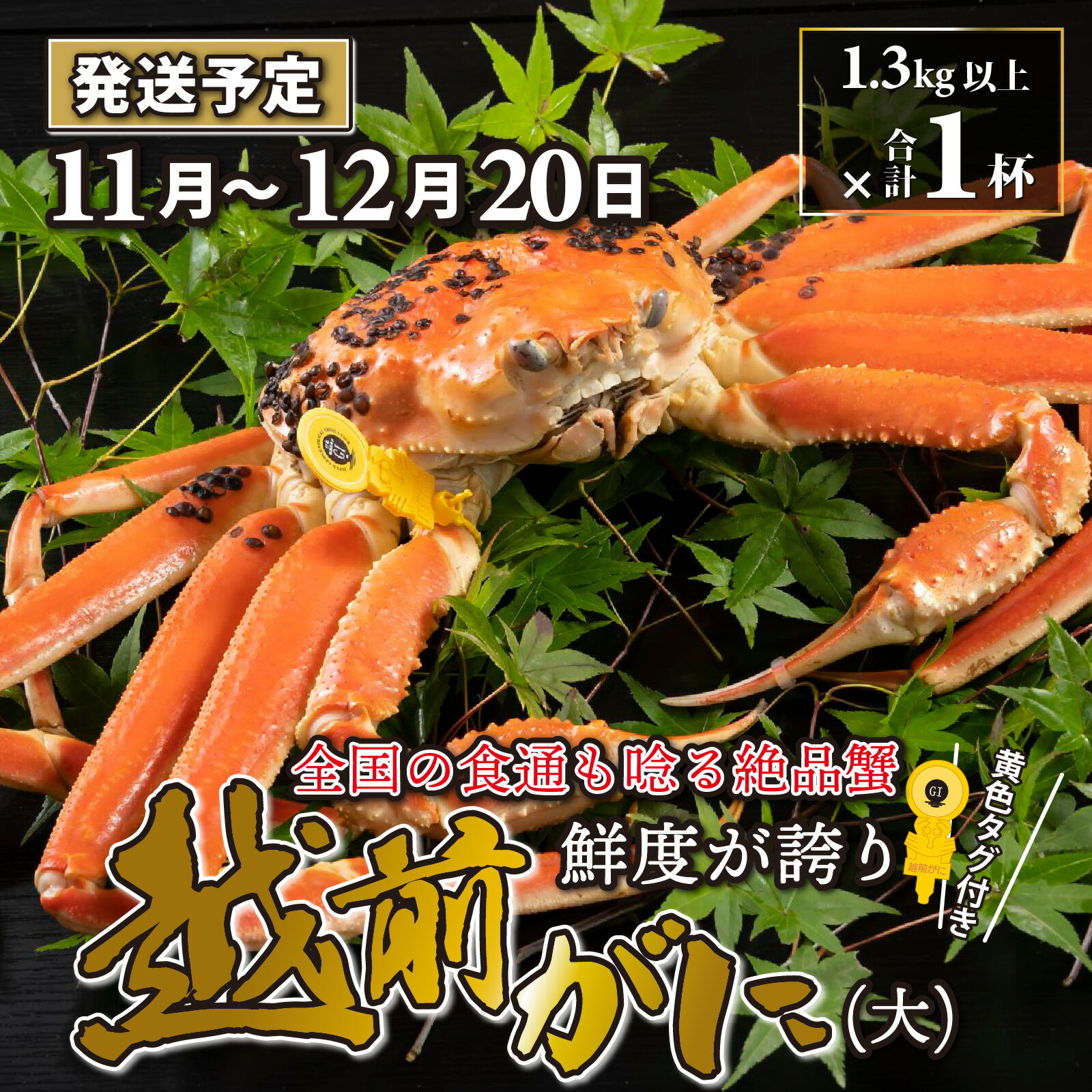 【ふるさと納税】越前がに 大 （1.3kg以上） 1杯【順次発送中】/ 雄 ズワイガニ ずわいがに ズワイ蟹 ..