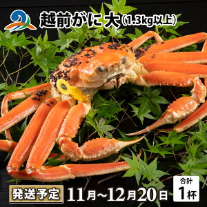 【ふるさと納税】【先行予約】越前がに 大 (1.3kg以上) 1杯【11月中旬より順次発送予定】/ 雄 ズワイガニ ずわいがに ズワイ蟹 越前ガニ ボイル 冷蔵 ご自宅用 カニ しゃぶしゃぶ 海鮮 カニすき カニ鍋 カニしゃぶ かに 国産 南越前町 送料無料