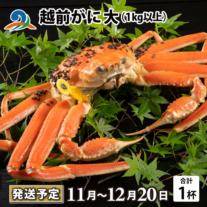 【ふるさと納税】【先行予約】【10月までの受付分のみ対象】越前がに 大 （1kg以上） 1杯【2025年11月中旬より順次発送】 / 雄 ズワイガニ ずわいがに ズワイ蟹 越前ガニ ボイル 冷蔵ご自宅用 カニ しゃぶしゃぶ 海鮮 カニ鍋 カニしゃぶ かに 国産 南越前町 送料無料