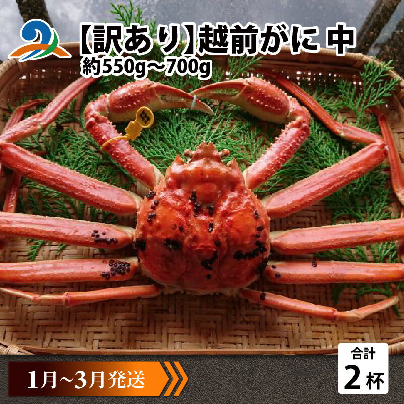【ふるさと納税】【先行予約】【訳あり】 越前がに 中 (約550g〜700g)×2杯【1月〜3月発送】 / 雄 ズワイガニ ずわいがに ズワイ蟹 越前ガニ ボイ...