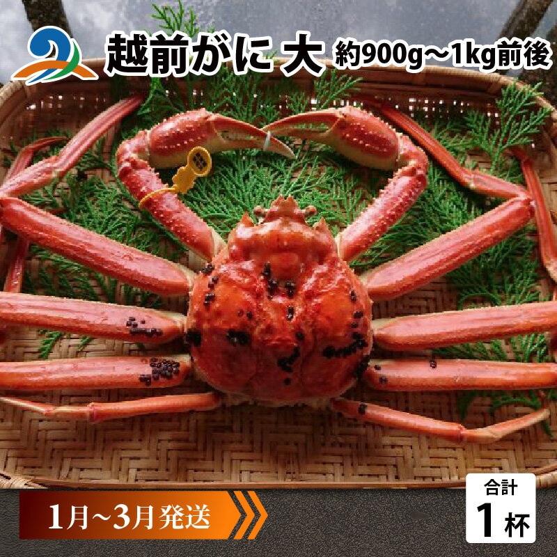 ڤդ뤵Ǽǡۡͽ۱  (900g1kg)1ա13ȯ / ͺ 磻 襤 磻  ܥ ¢ ...