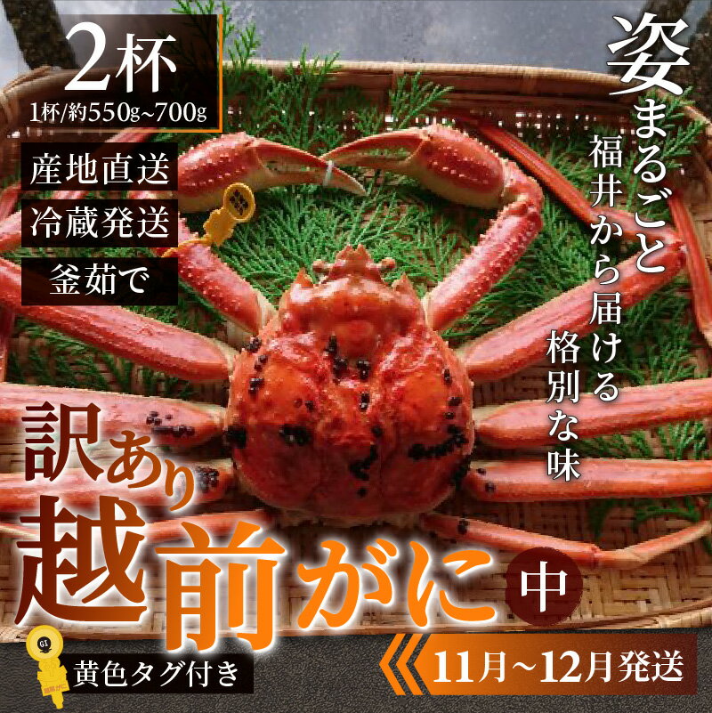 【ふるさと納税】【訳あり】 越前がに 中 (約550g～700g)×2杯 【順次発送中】 / 雄 ズワイガニ ずわいがに ズワイ蟹 越前ガニ ボイル 冷蔵 ご自宅用 カニ しゃぶしゃぶ 海鮮 カニすき カニ鍋 カニしゃぶ かに 国産南越前町 送料無料