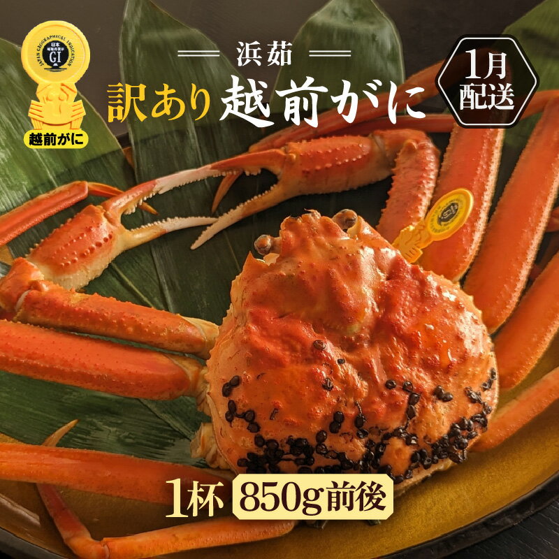 【ふるさと納税】【訳あり】≪浜茹で≫越前がに 1杯(生で1杯850g前後)大人約2人前 食べ応え充分【規格外 雄 ズワイガニ かに カニ 蟹 越前ガニ 姿 ボイ...