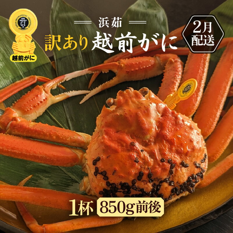 【ふるさと納税】【訳あり】≪浜茹で≫越前がに 1杯（生で1杯850g前後）大人約2人前 食べ応え充分【規格外 雄 ズワイガニ かに カニ 蟹 越前ガニ 姿 ボイル 冷蔵 福井県】【2月発送分】希望日指定可 備考欄に希望日をご記入ください [e65-x002_02]
