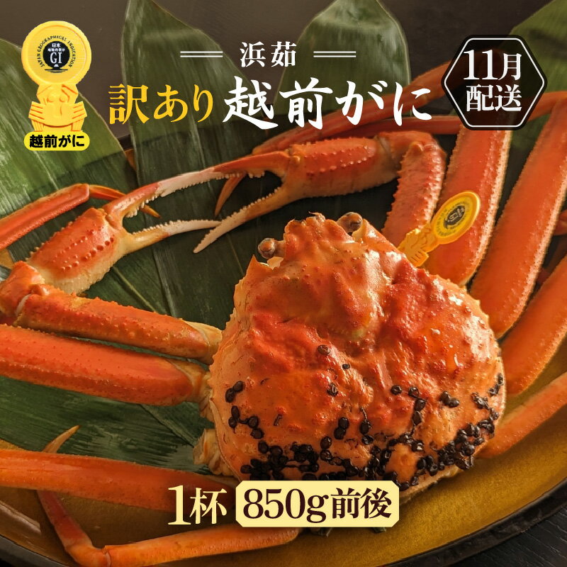 【ふるさと納税】【訳あり】≪浜茹で≫越前がに 1杯（生で1杯850g前後）大人約2人前 食べ応え充分【規格外 雄 ズワイガニ かに カニ 蟹 越前ガニ 姿 ボイル 冷蔵 福井県】【11月発送分】希望日指定可 備考欄に希望日をご記入ください [e65-x002_11]