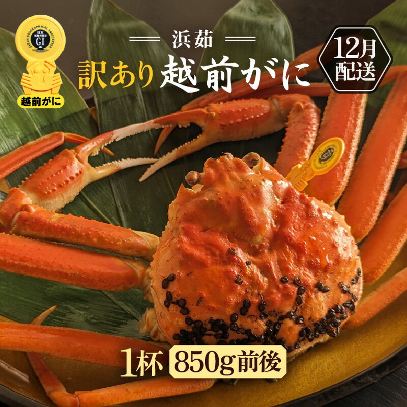 【ふるさと納税】【訳あり】≪浜茹で≫越前がに 1杯（生で1杯850g前後）大人約2人前 食べ応え充分【規格外 雄 ズワイガニ かに カニ 蟹 越前ガニ 姿 ボイル 冷蔵 福井県】【12月発送分】希望日指定可 備考欄に希望日をご記入ください [e65-x002_12]