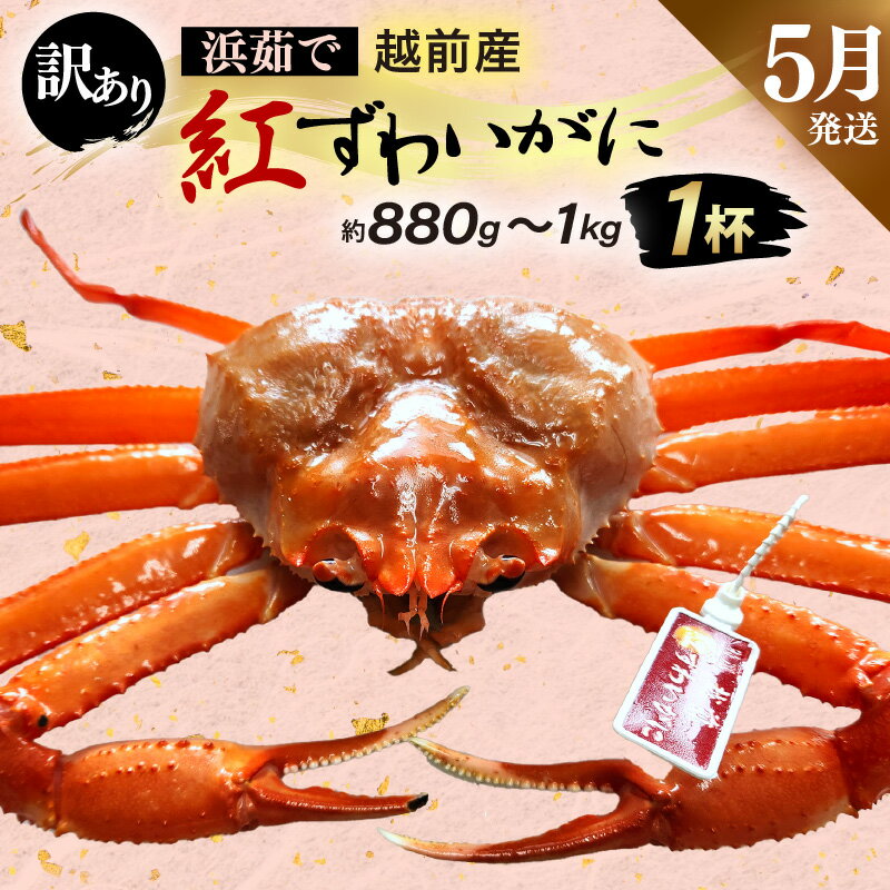 【ふるさと納税】【訳あり】≪浜茹で≫越前産 紅ずわいがに × 1杯(生で約880g〜1kg)【紅ズワイガニ カニ かに 蟹】【紅ずわいがに】【5月発送分】