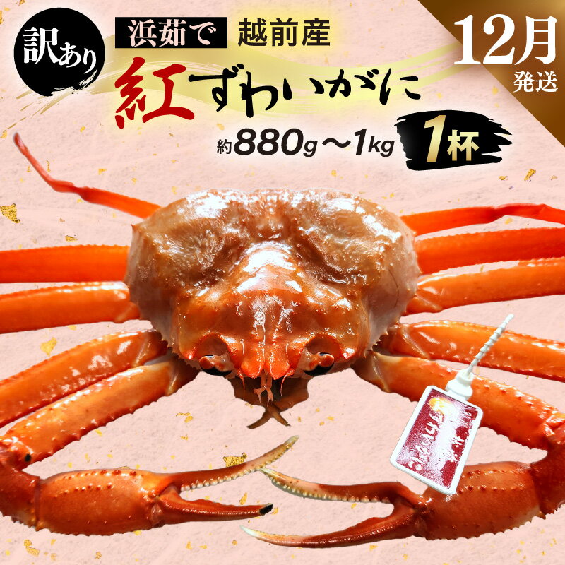 【ふるさと納税】【訳あり】≪浜茹で≫越前産 紅ずわいがに × 1杯（生で約880g～1kg）【紅ズワイガニ カニ かに 蟹】【紅ずわいがに】【12月発送分】