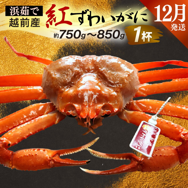 【ふるさと納税】≪浜茹で≫越前産 紅ずわいがに × 1杯(生で約750g〜850g)【12月発送分】【紅ズワイガニ カニ かに 蟹】【紅ずわいがに】希望日指定不...