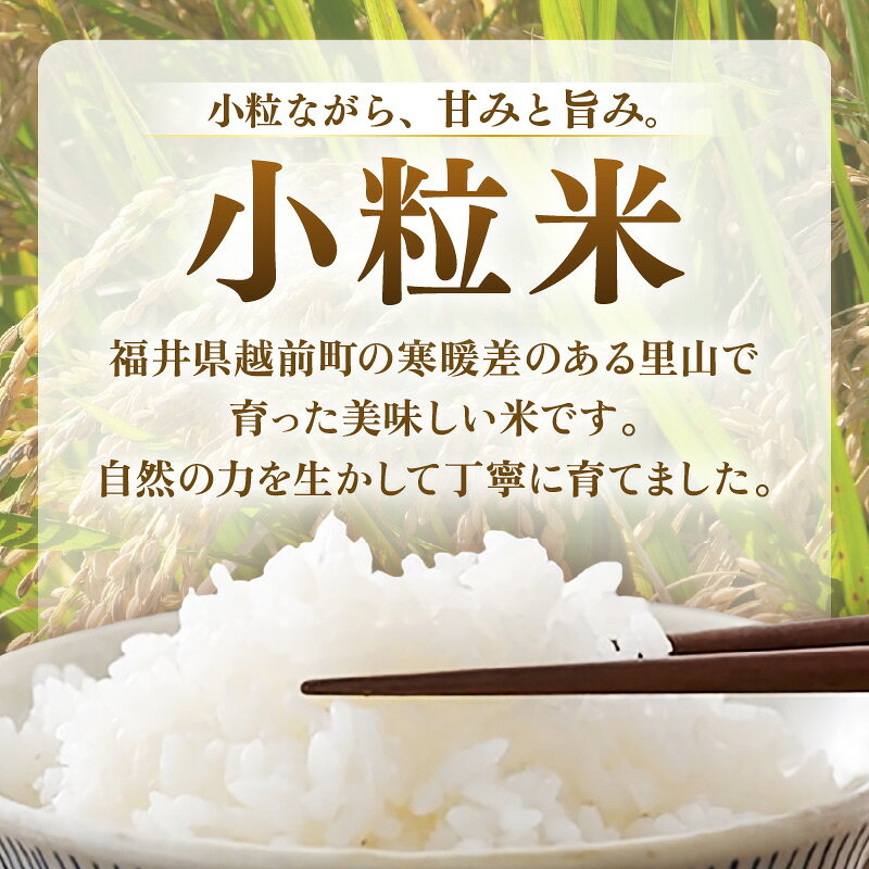 【ふるさと納税】【先行予約】定期便≪6ケ月≫令和8年産 若干小粒米 5kg×6回 計30kg 福井県越前町産 コシヒカリ・ハナエチゼン・あきさかり・にこまるのいずれか1品種 【白米】小粒規格米【2026年10月中旬以降順次発送】【お米 コメ kome 5キロ】 f184233-echizen-10001762 福井県越前町 サンプル画像3