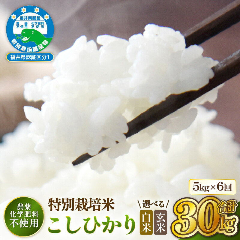 【ふるさと納税】【先行予約】定期便 ≪6ヶ月連続お届け≫【令和8年産】特別栽培米コシヒカリ5kg × 6回（合計30kg）【選べる精米方法：白米／玄米】 農薬不使用 福井県認証区分1取得 越前町【2026年10月中旬以降順次発送】【5キロ お米 コメ 農薬化学肥料不使用 送料無料】 f184233-echizen-10001766 福井県越前町 サンプル画像2