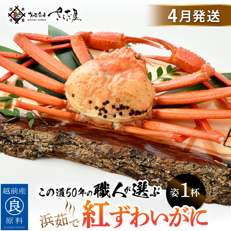 【ふるさと納税】紅ずわいがに 浜茹で 1杯 この道50年の職人が選びました!【かに カニ 蟹 ボイル 冷蔵 姿】【4月発送分】希望日指定可 備考欄に希望日をご記...