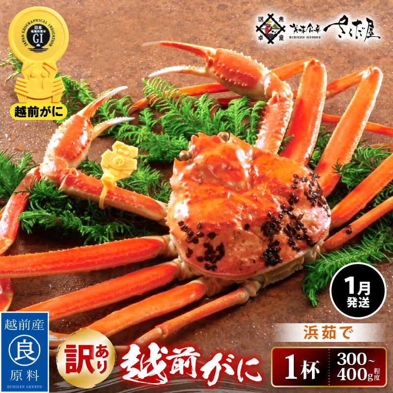 【ふるさと納税】【訳あり】≪浜茹で≫越前がに 約300〜400g × 1杯（茹で前重量）食べ方しおり付き【1月発送】【雄 ズワイガニ ずわいがに かに カニ 蟹 姿 ボイル 福井県】希望日指定可 備考欄に希望日をご記入ください [e04-x020_01]