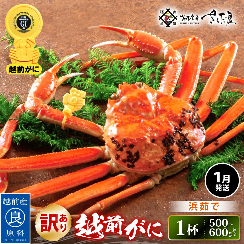 【ふるさと納税】【訳あり】≪浜茹で≫越前がに 約500〜600g × 1杯（茹で前重量） 食べ方しおり付き【1月発送】【雄 ズワイガニ ずわいがに かに カニ 蟹 姿 ボイル 福井県】希望日指定可 備考欄に希望日をご記入ください [e04-x021_01]