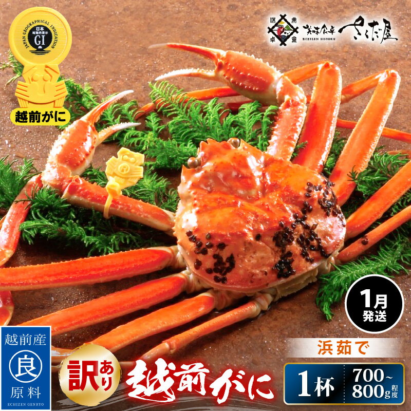 【ふるさと納税】【訳あり】≪浜茹で≫越前がに 約700〜800g × 1杯(茹で前重量)食べ方しおり付き【1月発送】【雄 ズワイガニ ずわいがに かに カニ 蟹...