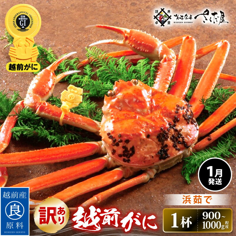 【ふるさと納税】【訳あり】≪浜茹で≫越前がに 約900g〜1.0kg × 1杯(茹で前重量)食べ方しおり付き【1月発送】【雄 ズワイガニ ずわいがに かに カニ...