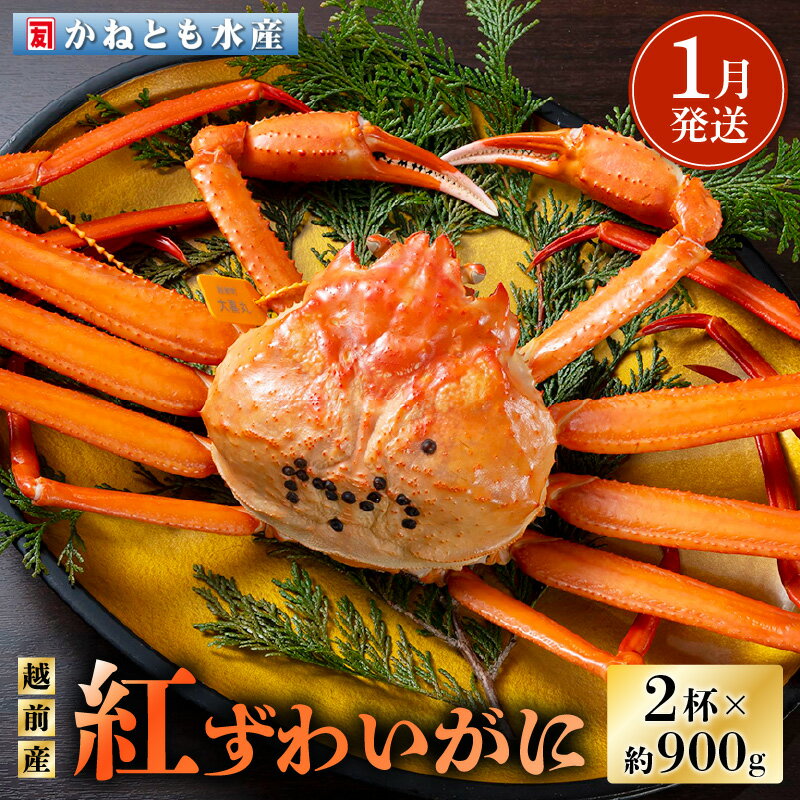 【ふるさと納税】≪浜茹で≫越前産 紅ずわいがに 約900g × 2杯 食べ方しおり付【紅ズワイガニ カニ かに 蟹 姿 ボイル 冷蔵 福井県】【1月発送分】希望日指定不可 [e14-x001_01]