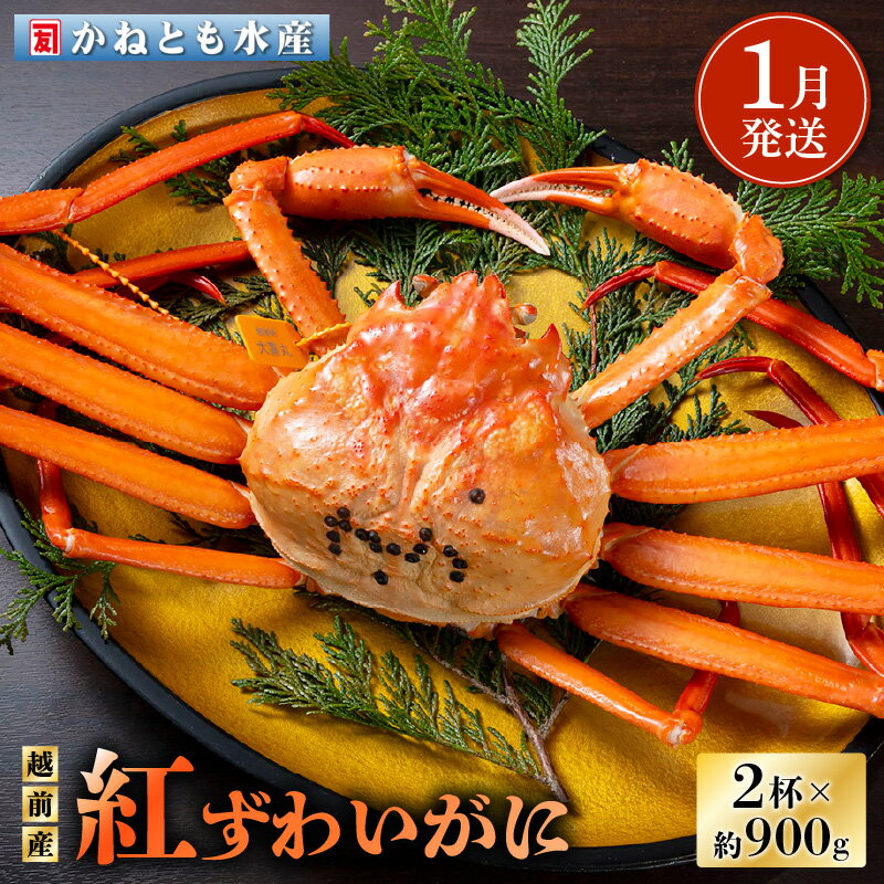 【ふるさと納税】≪浜茹で≫越前産 紅ずわいがに 約900g × 2杯 食べ方しおり付【紅ズワイガニ カニ かに 蟹 姿 ボイル 冷蔵 福井県】【1月発送分】希望...