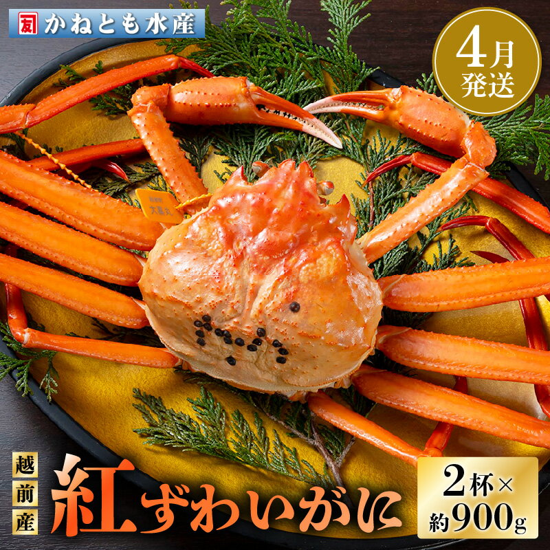 【ふるさと納税】≪浜茹で≫越前産 紅ずわいがに 約900g × 2杯 食べ方しおり付【紅ズワイガニ カニ かに 蟹 姿 ボイル 冷蔵 福井県】【4月発送分】希望日指定不可 [e14-x001_04]