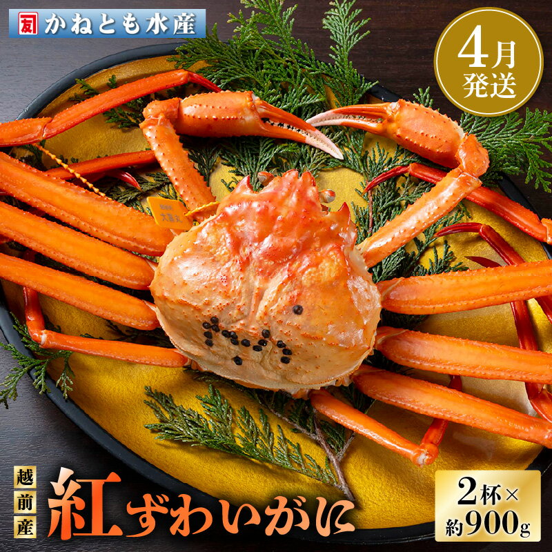 【ふるさと納税】≪浜茹で≫越前産 紅ずわいがに 約900g × 2杯 食べ方しおり付【紅ズワイガニ カニ かに 蟹 姿 ボイル 冷蔵 福井県】【4月発送分】希望...