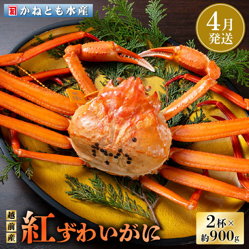 【ふるさと納税】≪浜茹で≫越前産 紅ずわいがに 約900g × 2杯 食べ方しおり付【紅ズワイガニ カニ かに 蟹 姿 ボイル 冷蔵 福井県】【4月発送分】希望日指定可 備考欄に電話番号をご記入ください [e14-x001_04]